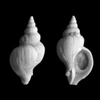 Neptunea antiqua 